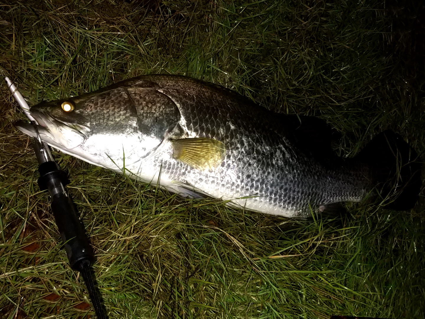 アイマ p-ce 100で釣り上げたアカメの様子