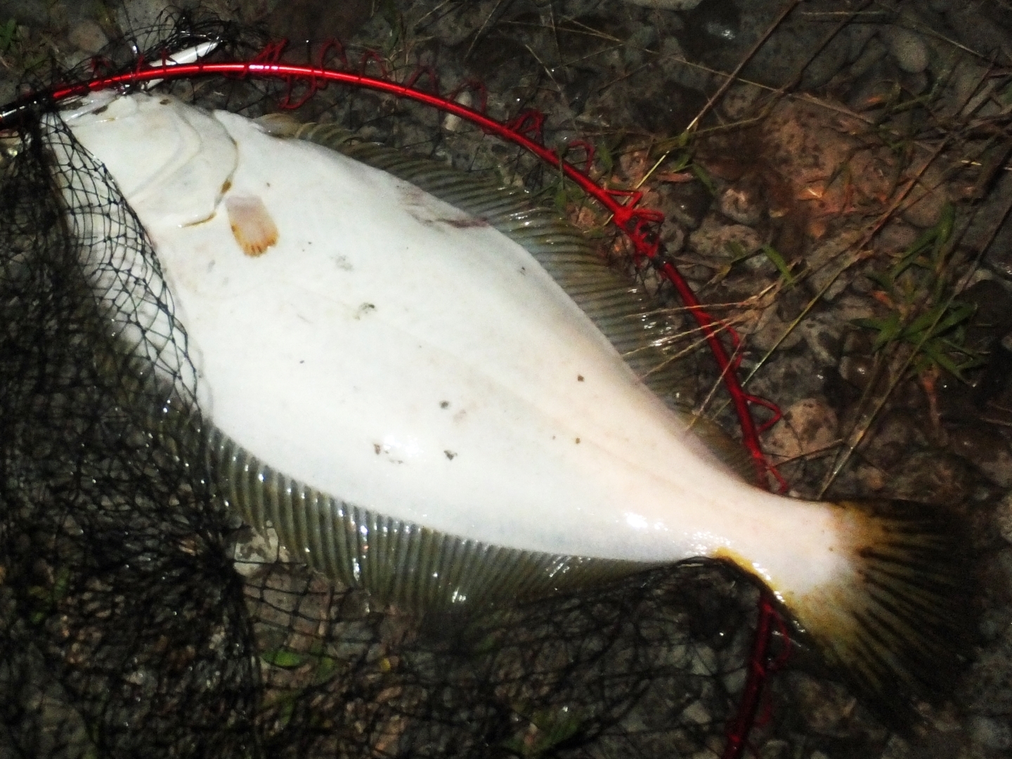 タックルハウスM168で釣れたヒラメ
